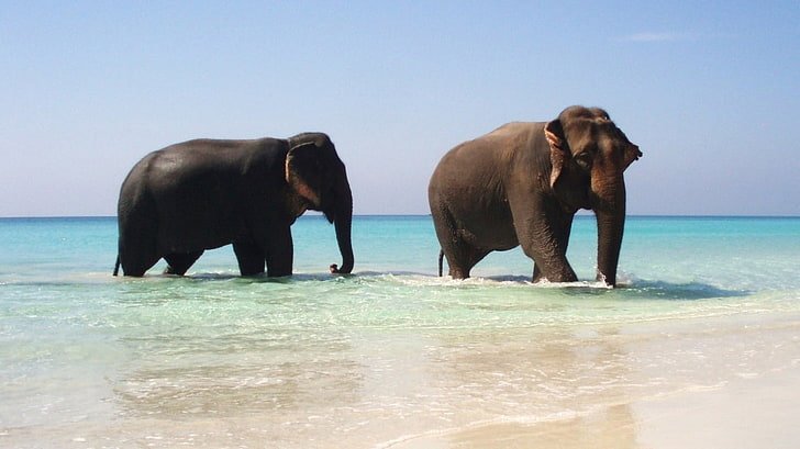 Elephant Beach